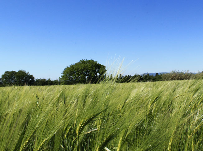 Grünes Weizenfeld in der toskanischen Landschaft