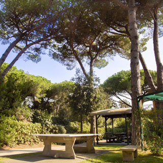Tavolo da ping-pong sotto la pineta