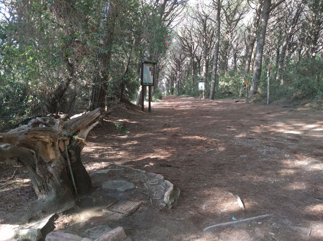 Schattiger Weg durch den Pinienwald