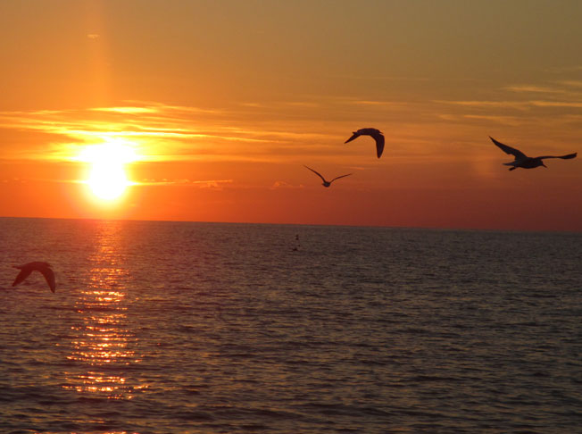 Sonnenuntergang über dem Meer mit fliegenden Möwen